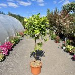 Limetka (Citrus × aurantiifolia) ´BEARSS´ – výška 110-130 cm, obvod kmeňa 8/10 cm, kont. C25L